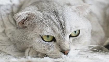 开云真人体育娱乐-中国足球不同比赛对球员心理影响差异，分析中国足球的现状和问题